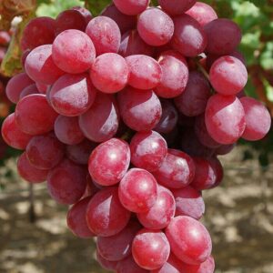 Uva roja x 1/2k